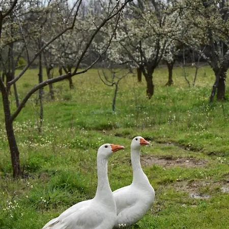 Casa vacanze Cr Familiar Primavera Jarandilla de la Vera