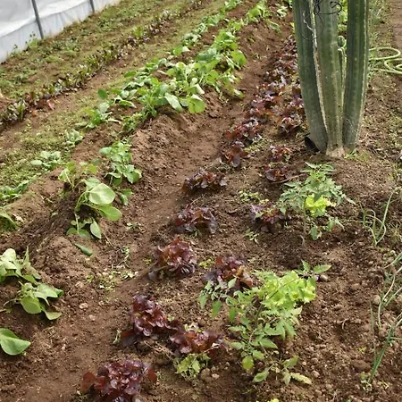 Cr Familiar Primavera Casa vacanze Jarandilla de la Vera