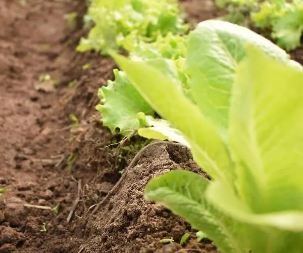 Дом отдыха Cr Familiar Primavera