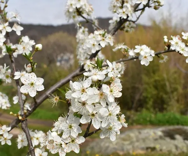 Cr Familiar Primavera Дом отдыха Харандилья-де-ла-Вера