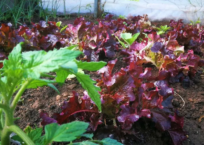 Cr Familiar Primavera Дом отдыха *