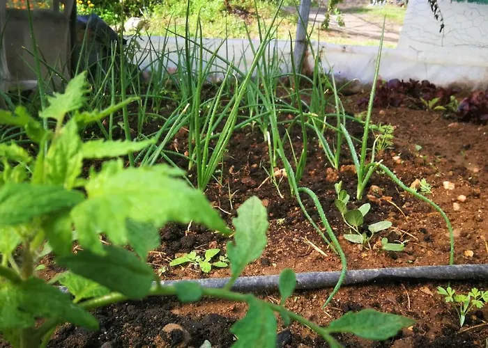 Cr Familiar Primavera